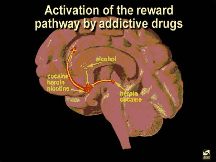 reward pathway by addictive drugs