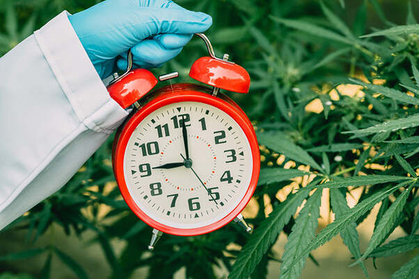 How long does Weed stay in your system?
