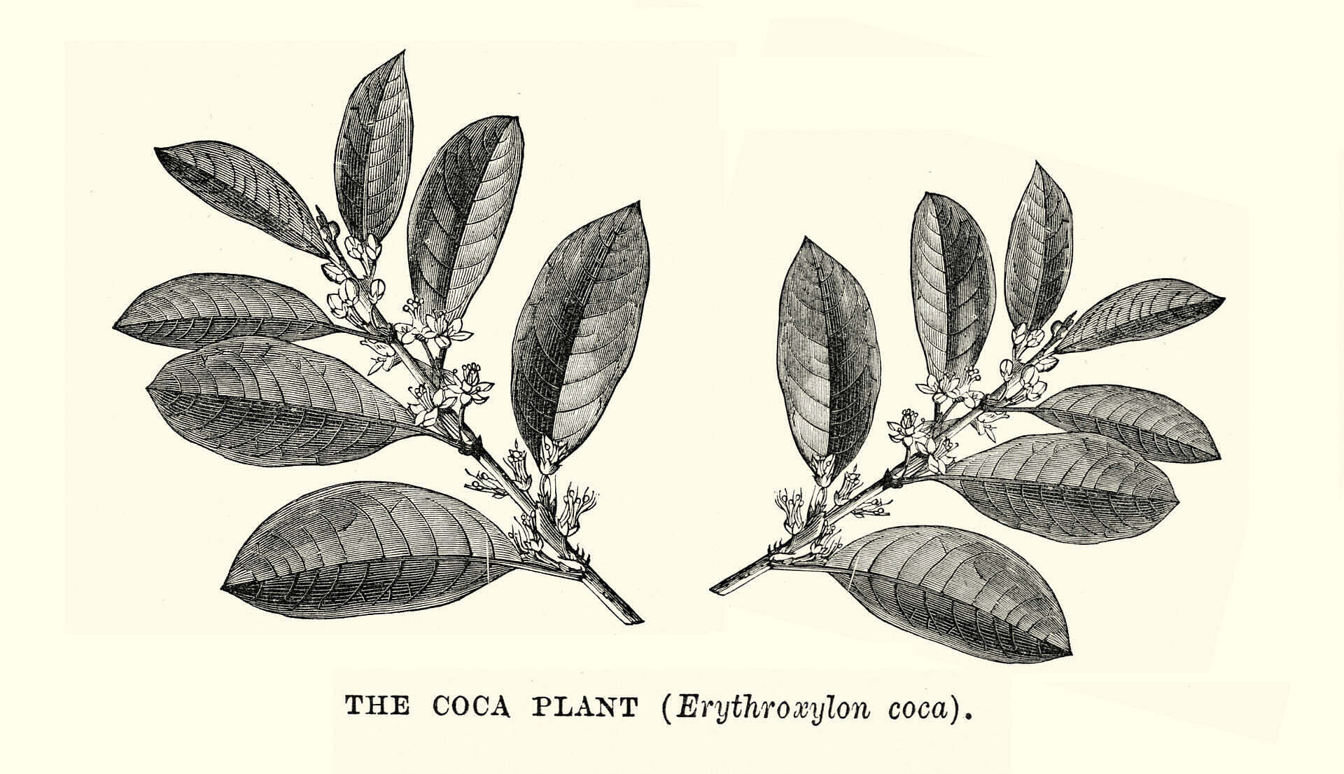 The coca plant (Erythroxylon coca); the plant used to produce cocaine