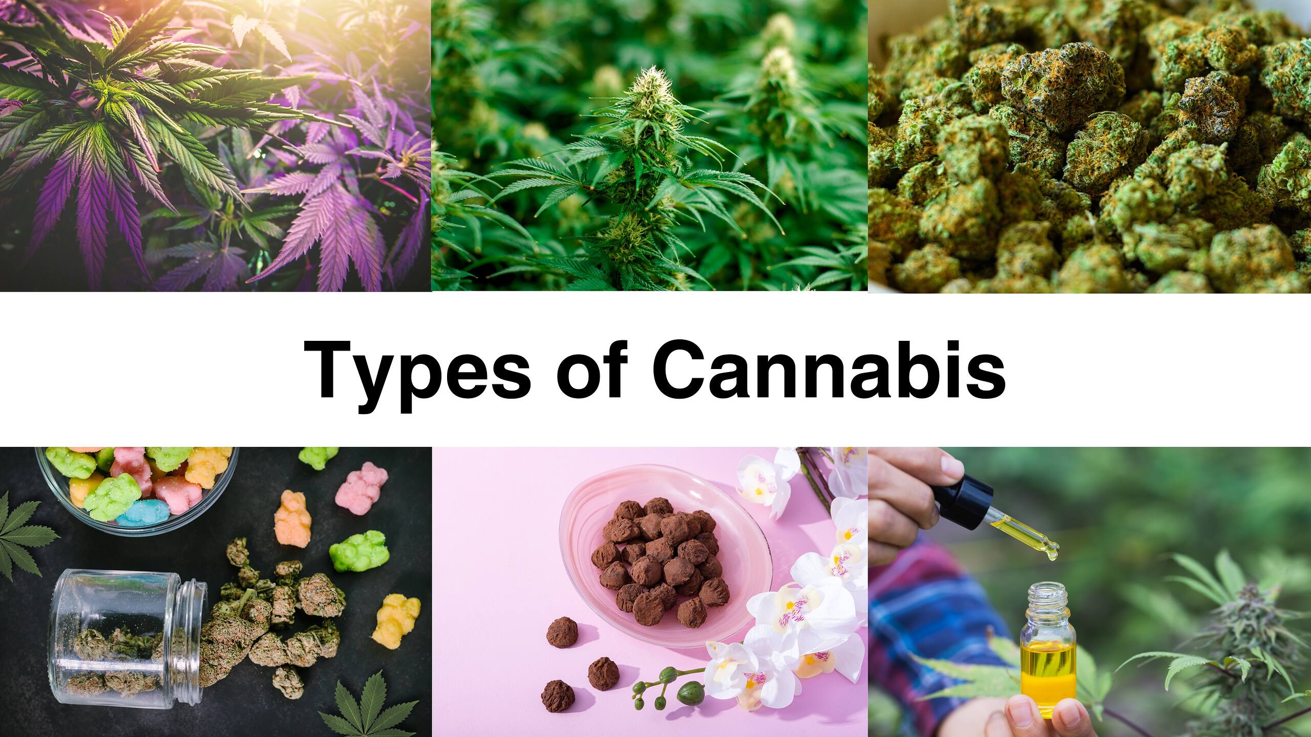 Types of Cannabis images of plants CBD
